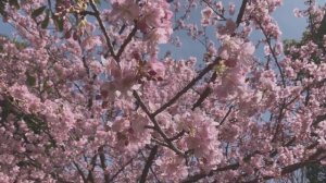 Очень Красивая Японская музыка/ Японская Музыка для Релаксации I Сакура Японии