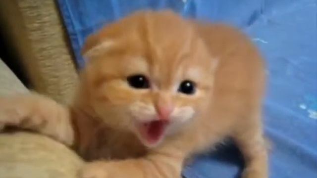 Котенок обороняется / kitten defends смотреть онлайн