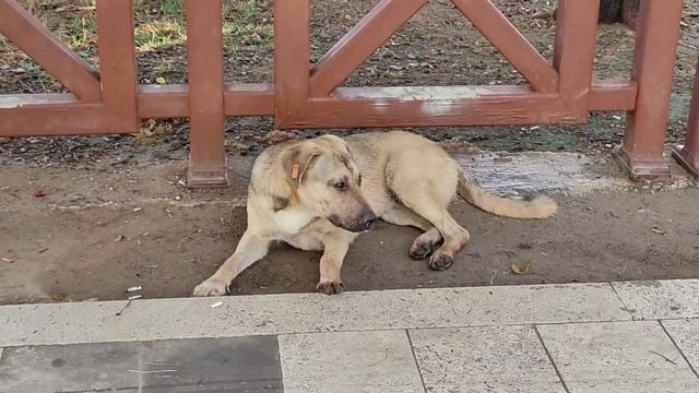 Бездомные Животные в Турции смотреть онлайн