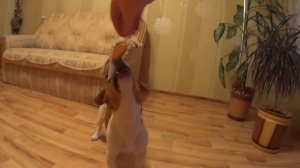 Джек рассел терьер выполняет команды