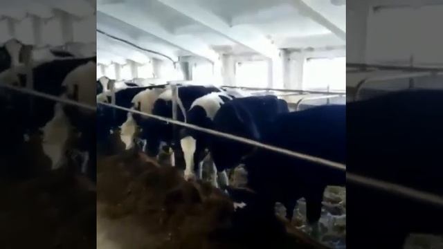 Коровы Черно-Пестрая. 100 голов на продажу на экспорт смотреть онлайн