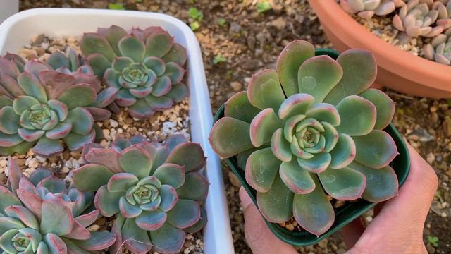 【#65】Lets compare it|Peach boy,Pretty in pink aka Marpin & Mosan. смотреть онлайн