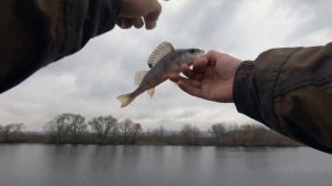 В поисках окуня на нижней Москве-реке