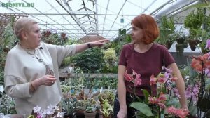 Фаленопсис - все тонкости ухода.