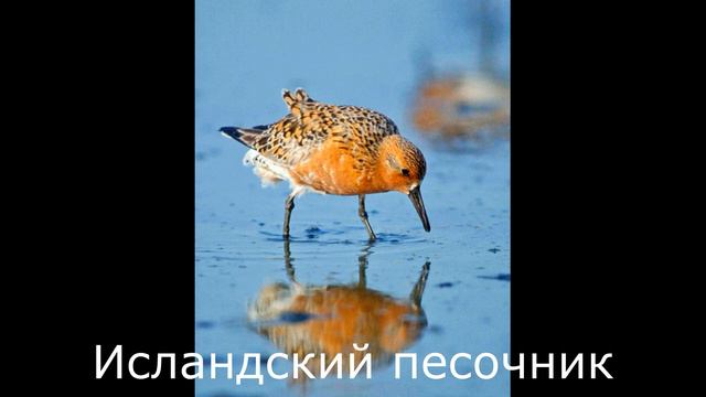 Птицы, занесенные в Красную книгу России 19ч. смотреть онлайн