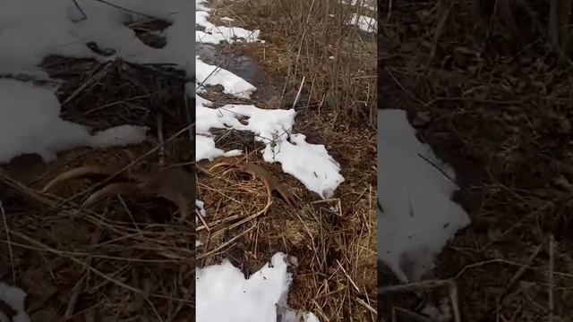 Поиск лосиных рогов весной смотреть онлайн