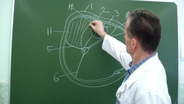 Строение голени