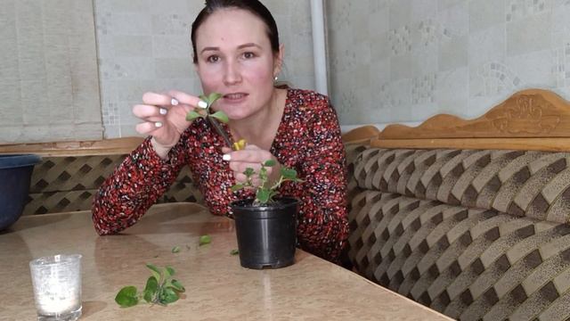 Зимнее черенкование вегетативной петунии смотреть онлайн