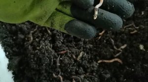 Где взять червей для разведения? Старатель. Красный Калифорнийский червь. ККЧ. Дендробена.