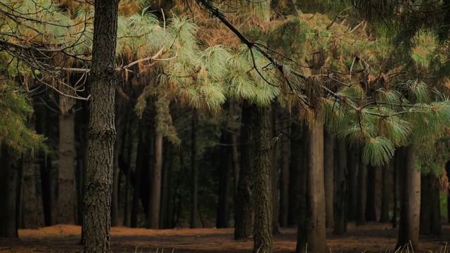 Хвалите имя Господне. Игорь Сахно. смотреть онлайн