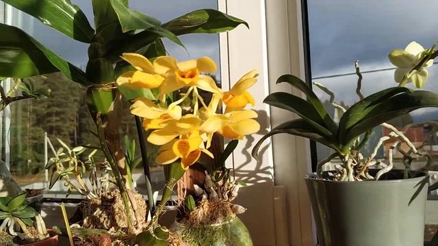 Dendrobium Sulcatum - Blooming