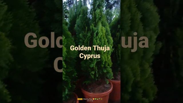 #Golden Thuja Cyprus #kadiyam #kadiyamnursery #godavari смотреть онлайн