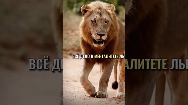 Почему Лев царь зверей? Ответ очевиден. Менталитет! смотреть онлайн