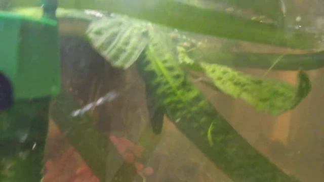 новая ,,турбинка,, в аквариум. прикольно смотрится смотреть онлайн