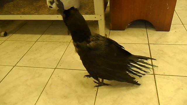 Ворон Гриша хороший смотреть онлайн