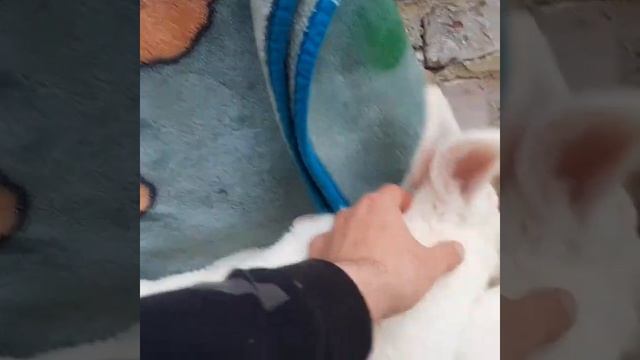 Новозеландская белая. НЗБ. смотреть онлайн