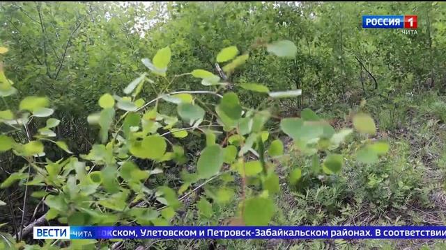 В Забайкалье установили сроки заготовки кедрового ореха смотреть онлайн