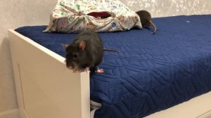 Крысы дерутся, что же делать? ?