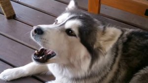 Хаски поет под губную гармошку