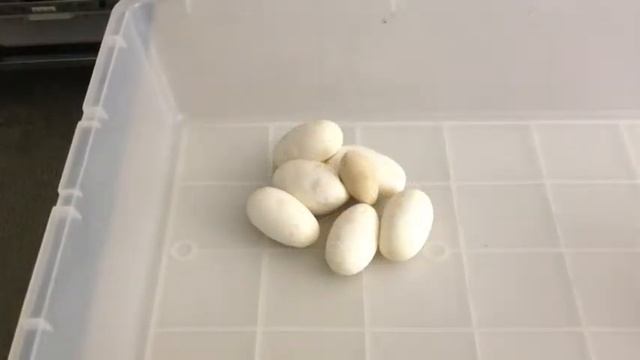 2012 Ball Python Clutch #4 смотреть онлайн