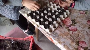 Посадка редиса в ячейки из-под яиц. ЭКСПЕРИМЕНТ !!!