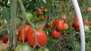 Томат Груша из Абруццо (Pera D'Аbruzzo).