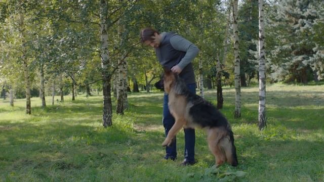 Как отучить собаку кусаться? смотреть онлайн