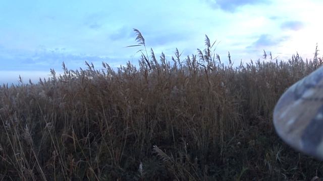 Охота на фазана 15.10.16. Часть 3 смотреть онлайн