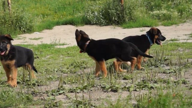 малыши помёт на "Л" смотреть онлайн