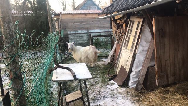 козочки едят веники смотреть онлайн