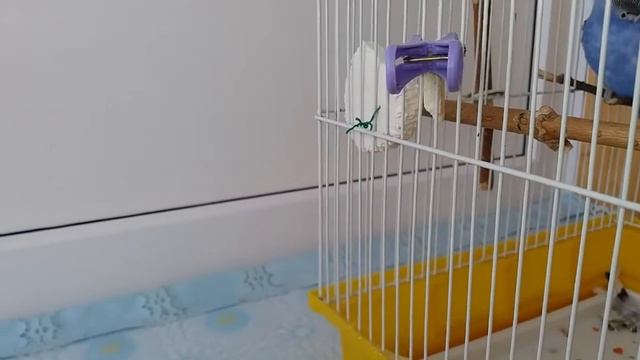 Что делать если у попугая линька?/Линька. смотреть онлайн