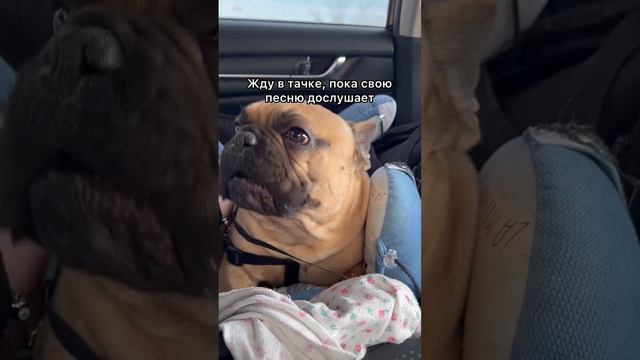 Самый преданный друг ❤️🐶 #французскийбульдог #собакабарабака #любовь смотреть онлайн