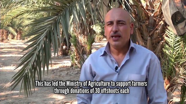 Date palm, knowledge, skills, traditions and practices смотреть онлайн