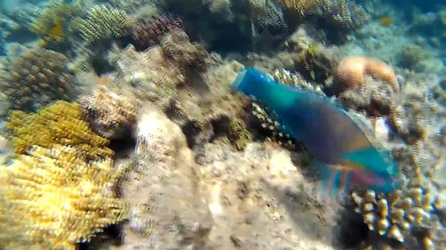 EGYPT - HURGHADA - ARABIA AZUR RESORT DIVING смотреть онлайн
