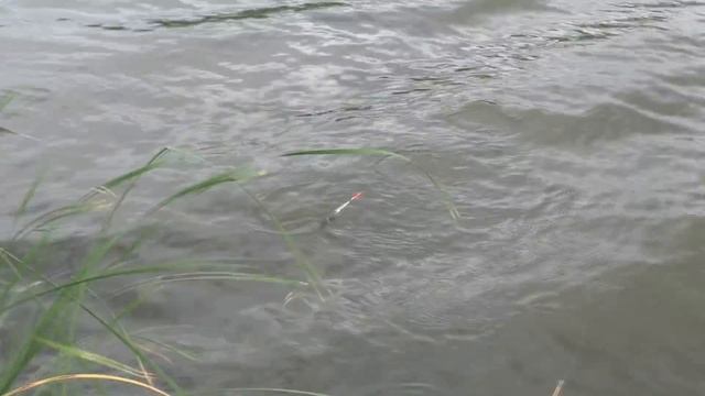 Рыбалка. Ловля на поплавок и пружину. My fishing. смотреть онлайн