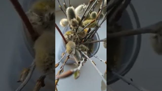Размножение вербы... ) смотреть онлайн
