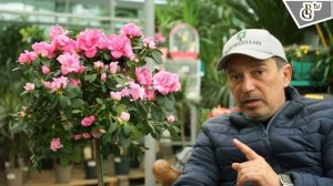 Азалия на штамбе-советы по уходу