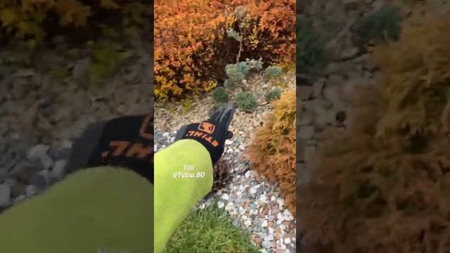 ТОПИАРНОЕ ИСКУССТВО. Моя ЛЮБОВЬ ❤️ смотреть онлайн