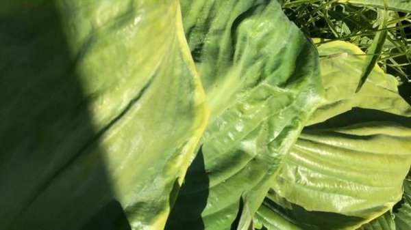 Хоста 'Beauty Substance' #hosta #хостабьютиcабстенс #хостакосметическаясубстанция