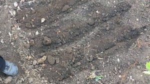 Правильная пересадка астильбы!