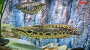 Змееголов Люциус в аквариуме. Большая аквариумная рыбка! Содержание и чем кормить