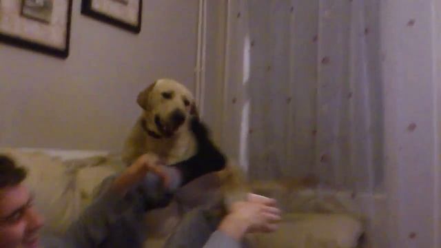 Labrador playing cards смотреть онлайн