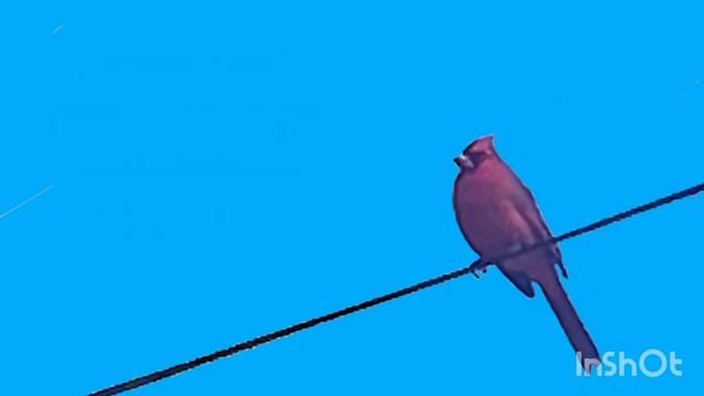 Little Red Bird смотреть онлайн