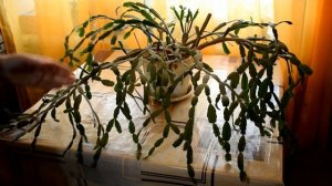 Обрезка рождественника (декабриста, шлюмбергеры) для пышного цветения