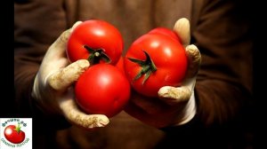 Томаты помидоры В чем разниц