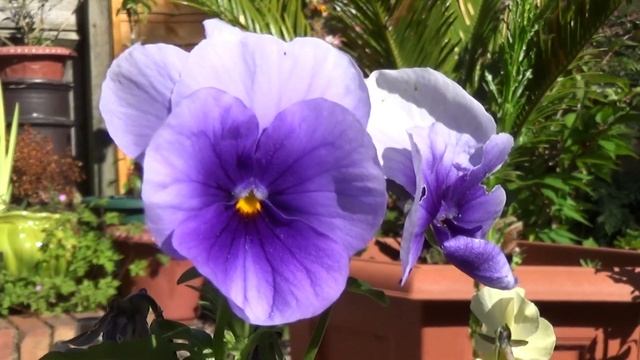 Sony HDR-CX240E 1080p 50p Macro Test смотреть онлайн