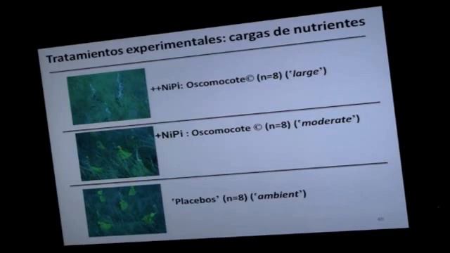 Praderas de la fanerógama "Cymodocea nodosa" en Canarias: importancia, tendencias e impactos смотреть онлайн