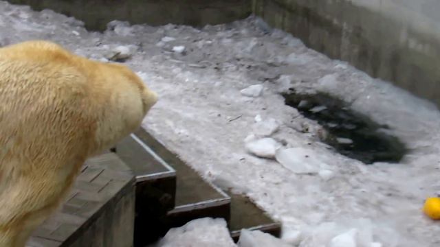 Кай и Герда (часть1) 16.04.17 Новосибирский зоопарк смотреть онлайн