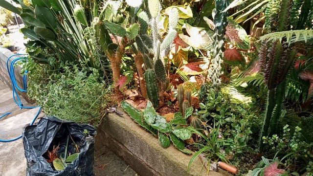 Sedeveria Letizia + limpeza no jardim. смотреть онлайн