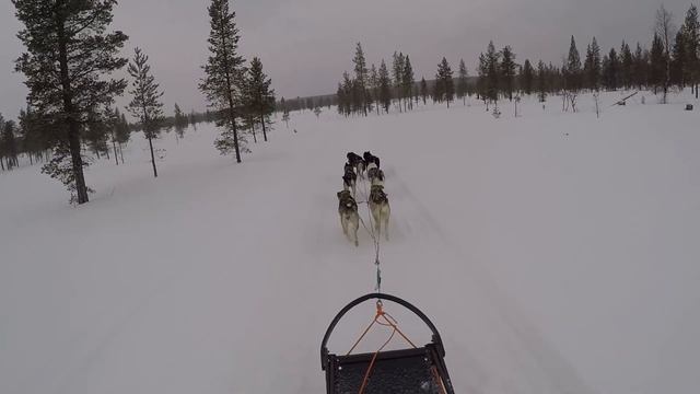 Веселое Катание на Хаски  | DOG SLEDDING ADVENTURE | GoPro Hero